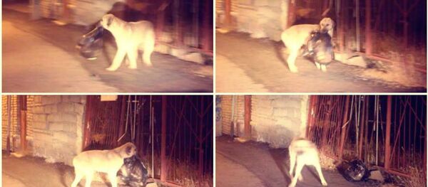 Dog cleans garbage - Sputnik International