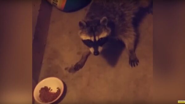 Raccoon Steals Cat Food - Sputnik International