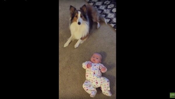 Dog teaches baby how to roll over - Sputnik International
