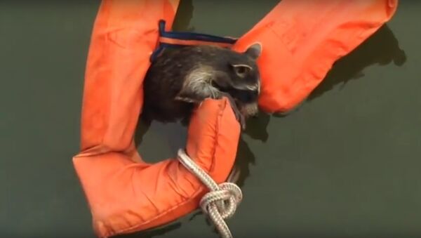 Rescuing Rocky Raccoon in Swann Creek - Sputnik International