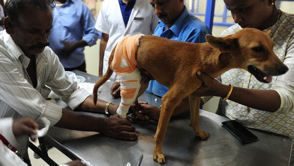 Indian vets treat an injured dog known as 'Badhra' at Tamil Nadu Veterinary University Hospital in Chennai on July 6, 2016 - Sputnik International