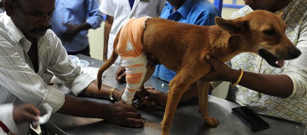 Indian vets treat an injured dog known as 'Badhra' at Tamil Nadu Veterinary University Hospital in Chennai on July 6, 2016 - Sputnik International