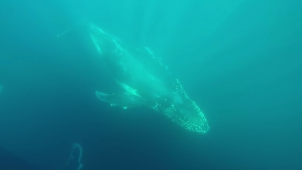 Beautiful Underwater Footage of Majestic Whales in Australia - Sputnik International