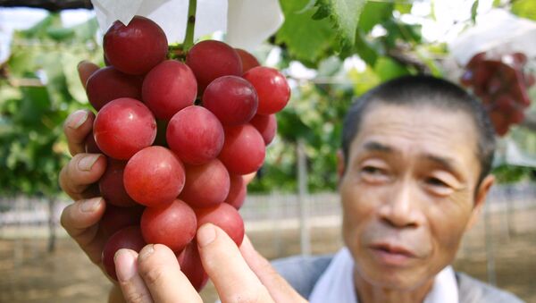 Japanese farmer Tsutomu Takemori displays a cluster of recently-developed Ruby Roman grapes at his vineyard in Kahoku city in Ishikawa prefecture, northern Japan - Sputnik International
