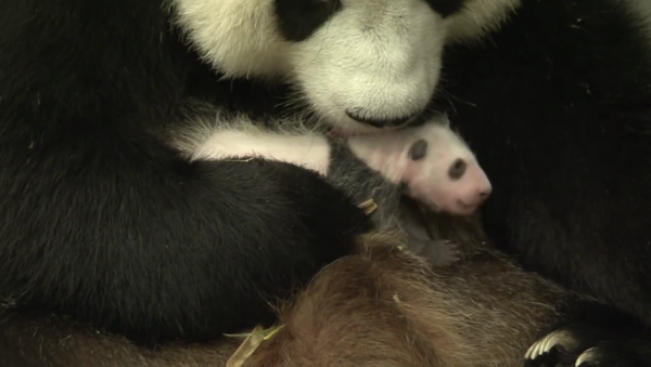 Pairi Daiza (Belgium)- Panda cub is one month old! - Sputnik International