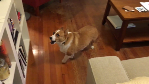 Hog calling a corgi - Sputnik International