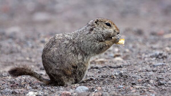 Kamchatka Arctic ground squirrel - Sputnik International