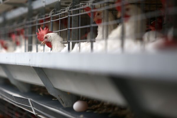 Chickens Chickens - Sputnik International