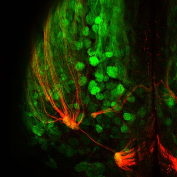 Red fluorescence represents super-sniffer receptors connecting to the brain in the mouse olfactory system while the green fluorescence marks all other odor receptor populations - Sputnik International