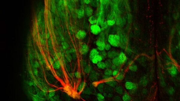 Red fluorescence represents super-sniffer receptors connecting to the brain in the mouse olfactory system while the green fluorescence marks all other odor receptor populations - Sputnik International