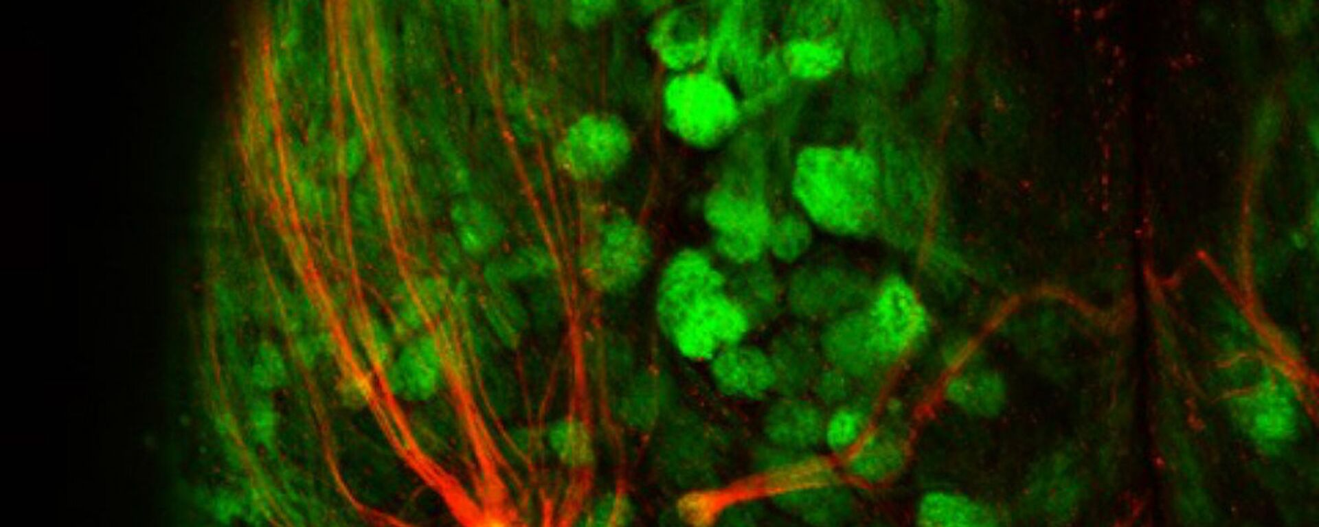 Red fluorescence represents super-sniffer receptors connecting to the brain in the mouse olfactory system while the green fluorescence marks all other odor receptor populations - Sputnik International, 1920, 23.02.2022