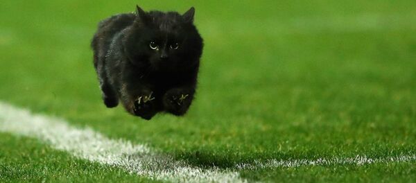 A black cat flies down a rugby league field in Australia - Sputnik International