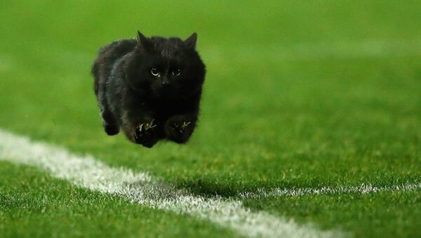 A black cat flies down a rugby league field in Australia - Sputnik International