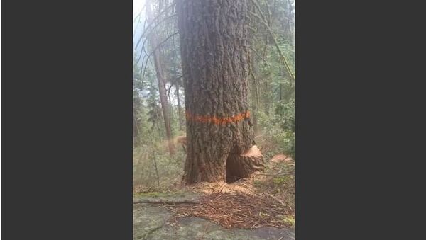 Lumberjack Runs Away as Tree Splits during Cut - Sputnik International