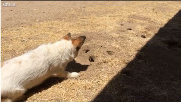 Dog Gets Punked by a Gopher - Sputnik International