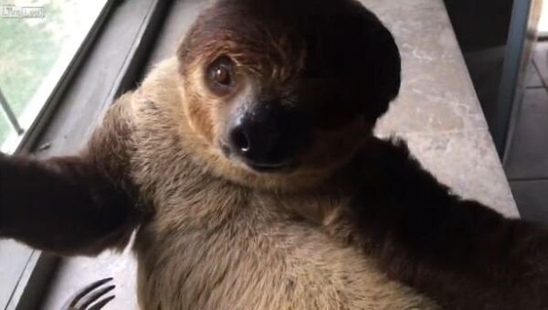 Liveleaker gets attacked by three toed sloth - Sputnik International