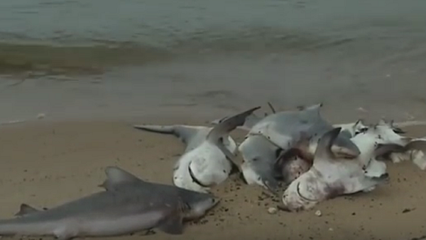 Dozens of Dead Sharks Wash Up on Alabama Beach - Sputnik International