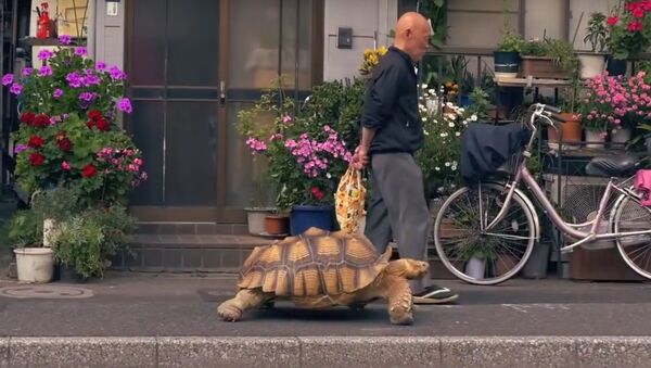 Taking his tortoise for a walk - Sputnik International