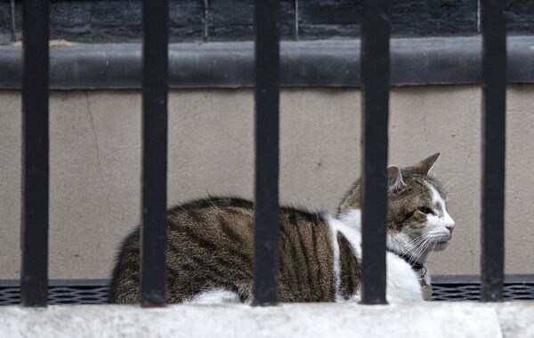 Larry, the Downing Street cat, is pictured outside 10 Downing Street in London, on July 12, 2016 Larry, the Downing Street cat, is pictured outside 10 Downing Street in London, on July 12, 2016 - Sputnik International