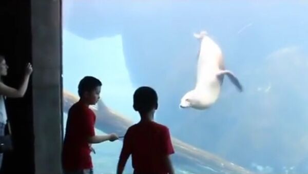 Sea lion 'plays catch' with boys through glass at aquarium - Sputnik International