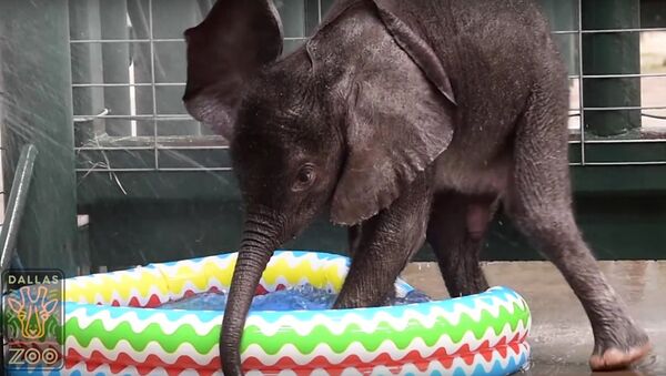 Baby Elephant LOVES First Pool Experience - Sputnik International