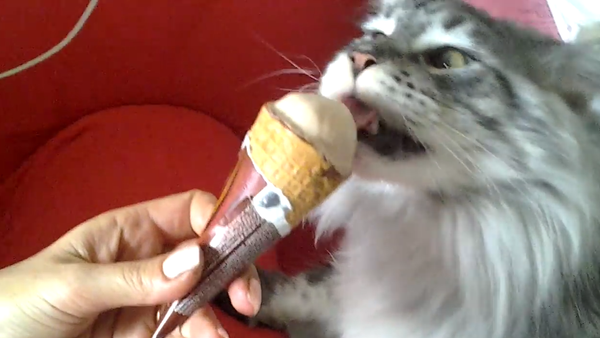 Cat eating ice cream - Sputnik International