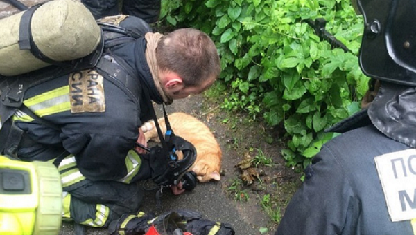 Cat rescued from burning building in Saint Petersburg, firefighters gave it an oxygen mask. - Sputnik International