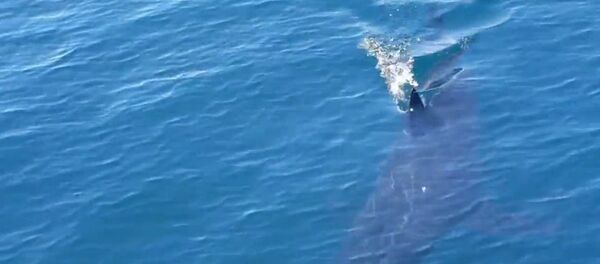 Great White Shark - Sputnik International