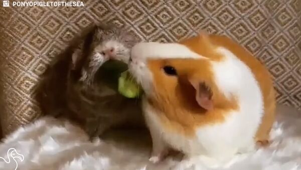 Guinea Pig Won't Share Her Snacks With Anyone - Sputnik International