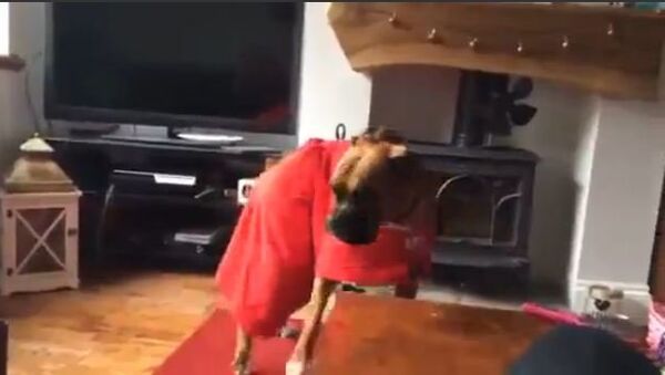 Gentle Dog Perturbed to Find a Little Bird on His Back - Sputnik International