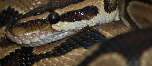 Royal python Royal python - Sputnik International