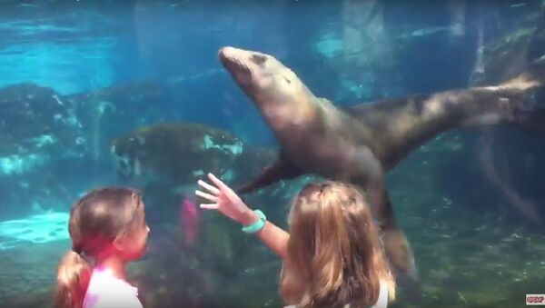 Alexis controlling a sea lions mind at the zoo the sea lion whisperer - Sputnik International