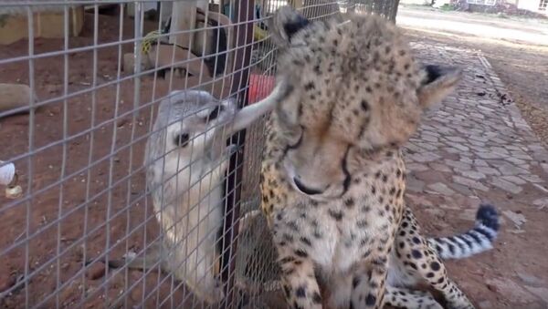 African Cheetah Versus Meerkats | Big Cat Gets Small Animal to Groom Him & Then Purrs | Loves It - Sputnik International