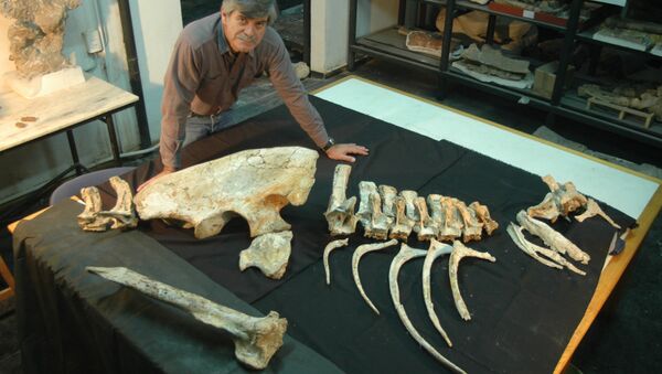 Dr. Rodolfo Anibal Coria a paleontologist with the Murusraptor Barrosaensis - Sputnik International