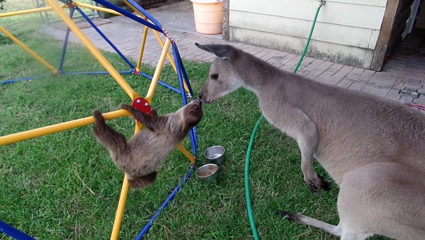 Baby Sloth meets his big brother Kangaroo - Sputnik International
