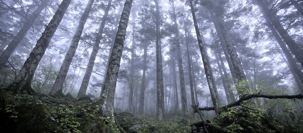Virgin forest at approx 2500m above sea level, Shennongjia Forestry District - Sputnik International
