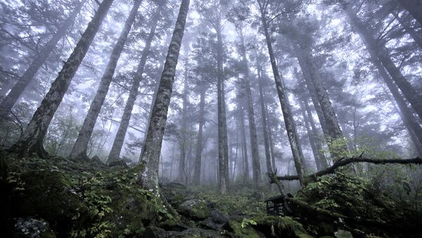 Virgin forest at approx 2500m above sea level, Shennongjia Forestry District - Sputnik International