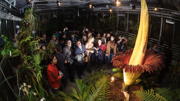 Visitors look at the Arum Titan Amorphophallus titanum, the largest flower in the world, as it blossoms for a second time on late November 19, 2012 at the Botanical Garden in Basel. (File) - Sputnik International