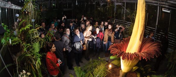 Visitors look at the Arum Titan Amorphophallus titanum, the largest flower in the world, as it blossoms for a second time on late November 19, 2012 at the Botanical Garden in Basel. (File) - Sputnik International