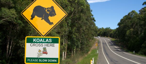 Koalas Cross - Sputnik International