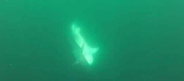 Tiger Shark vs. Hammerhead Shark - Sputnik International