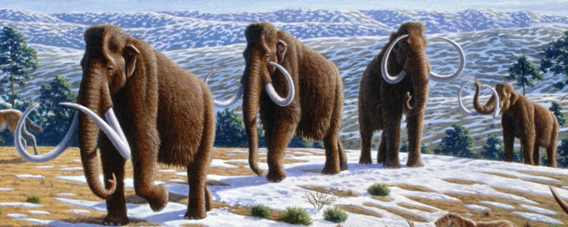 Woolly mammoth  - Sputnik International, 1920, 22.08.2022