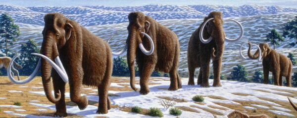 Woolly mammoth Woolly mammoth - Sputnik International