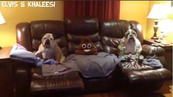 Bulldogs Acting Like an Old Couple Sitting on the Couch - Sputnik International