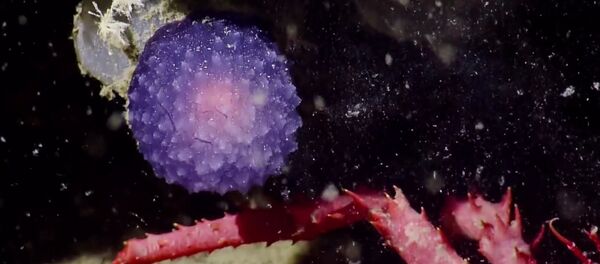 Mysterious Purple Orb - Sputnik International