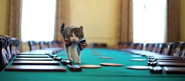 Larry, the 10 Downing Street cat, walks on the cabinet table wearing a British Union Jack bow tie ahead of the Downing Street street party, in central London, on April 28, 2011. - Sputnik International