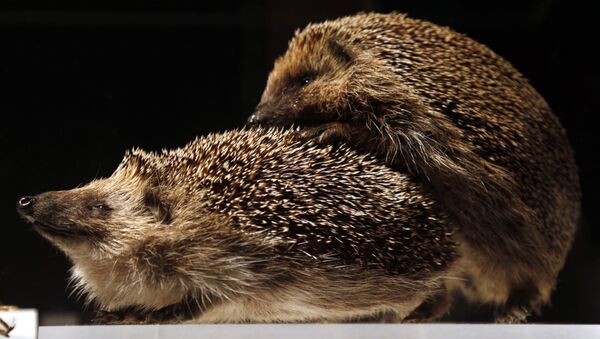 Hedgehogs copulation - Sputnik International