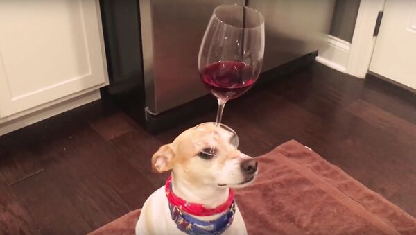 Dog Balances Red Wine in Wine Glass on Head Video - Sputnik International