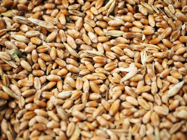 Wheat grain crops - Sputnik International