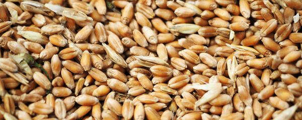 Wheat grain crops - Sputnik International